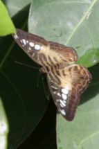 IMG_5836 moth