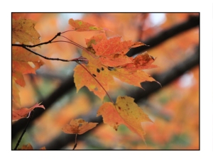 maple leaf website