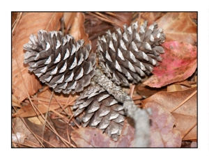 pine cones website